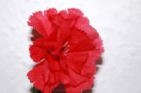 Mein Herz schlägt links